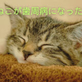 目を閉じてあごを枕にのせる猫