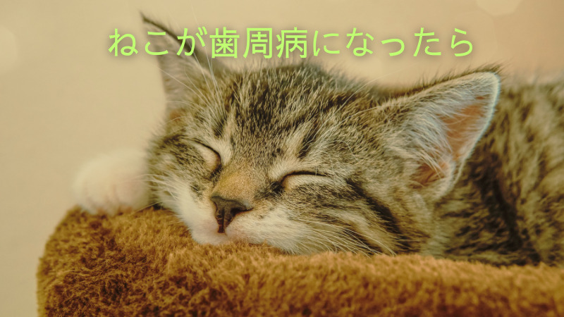 目を閉じてあごを枕にのせる猫